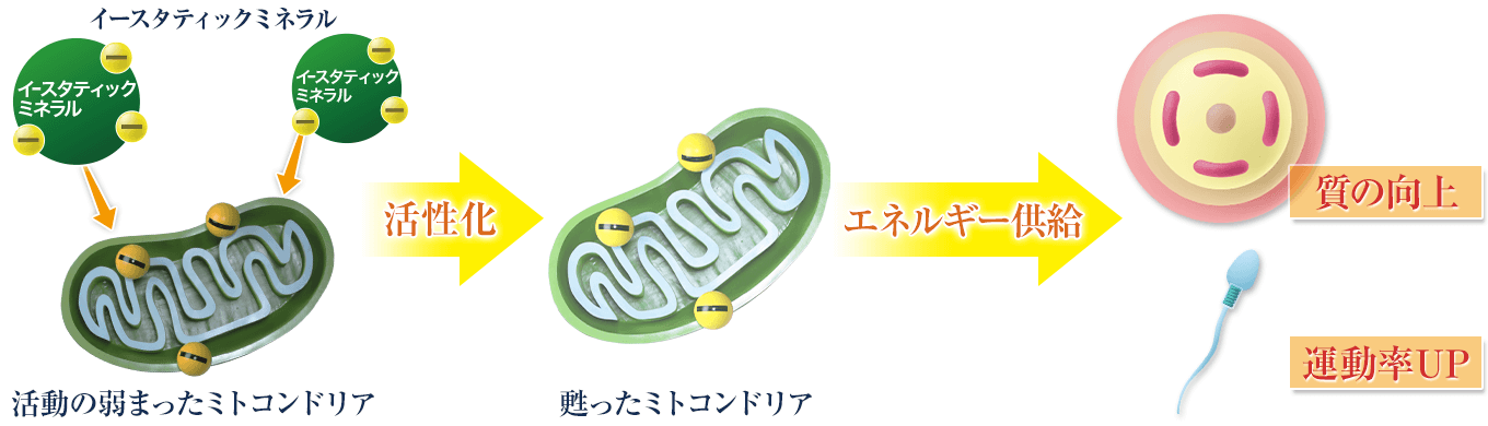 イースタティックミネラルがミトコンドリアにエネルギーを与える