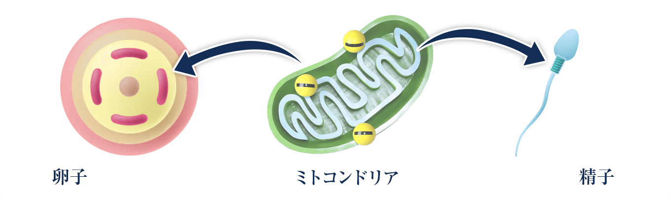 卵子と精子のミトコンドリア