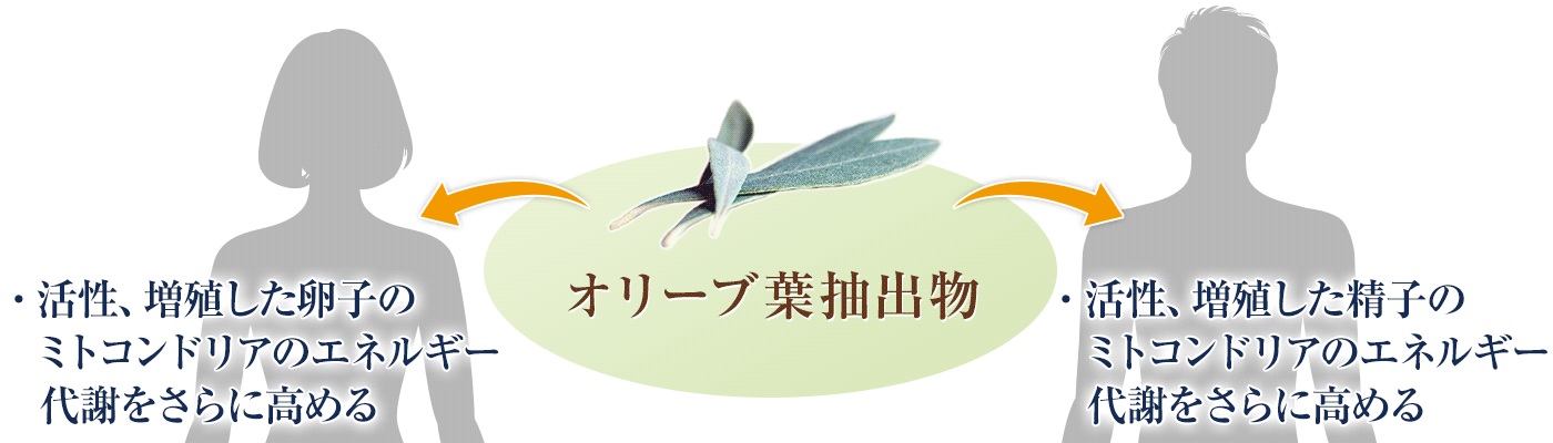オリーブ葉抽出物