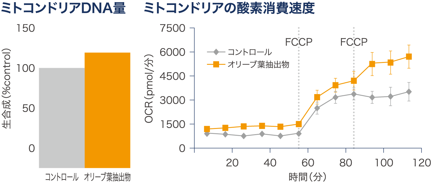 オリーブ葉抽出物のマウス経口試験